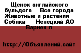 Щенок английского бульдога  - Все города Животные и растения » Собаки   . Ненецкий АО,Варнек п.